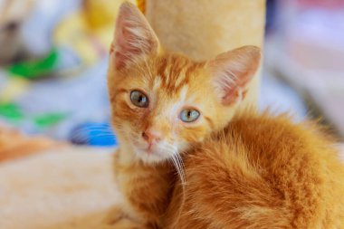 Altın kırmızısı tüylü kedi yavrusu rahat ev ortamını dört gözle bekliyor.