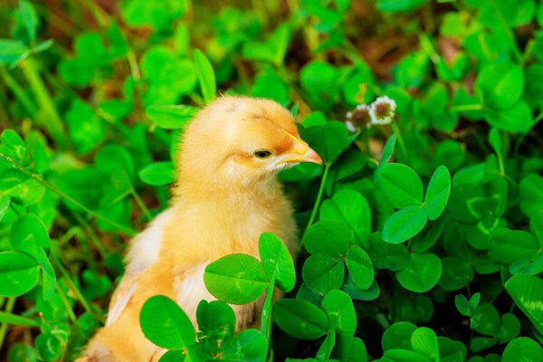 Chicken Standing Green Grass Rural Location Summer Day — Stock Photo, Image