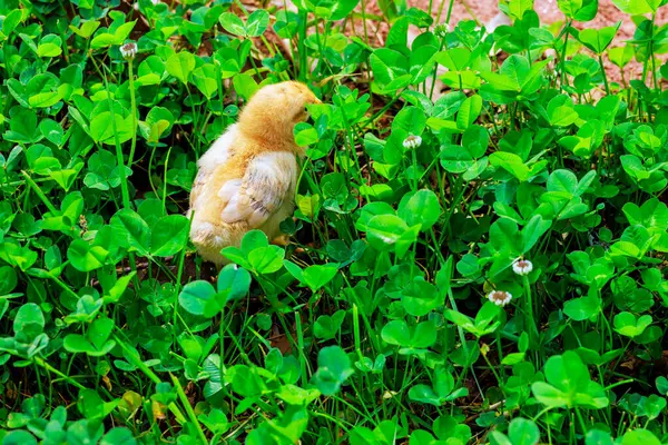 stock image At rural location, small chicken is standing in green grass on hot summer day