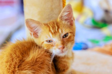 Küçük kırmızı tüylü kedi yavrusu ev ortamını bekliyor.