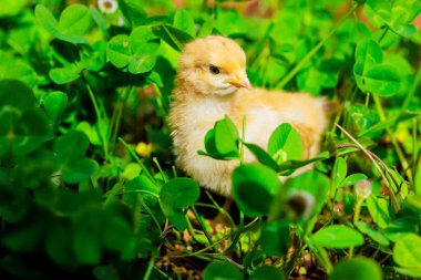 Kırsal alanda yaz günü yeşil çimlerin üzerinde durmak küçük bir tavuktur.