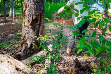 Forester, eski hasarlı büyük bir ağacı budamak için testere ile kesiyor.