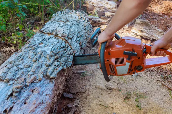 stock image Working with chainsaw, forester cuts down old damaged large trees