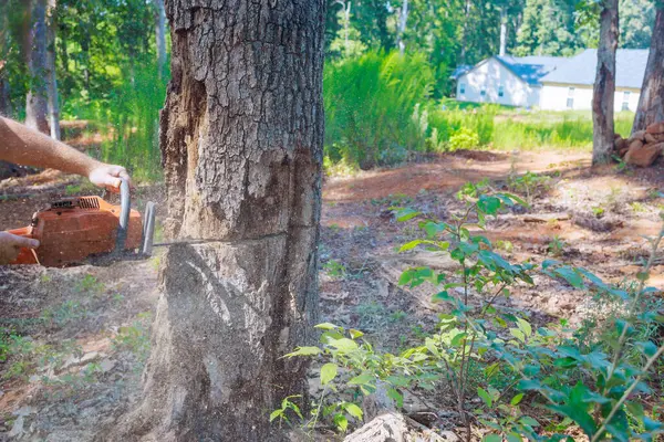 stock image Forester cuts an old, damaged large tree with chainsaw for sanitary purposes