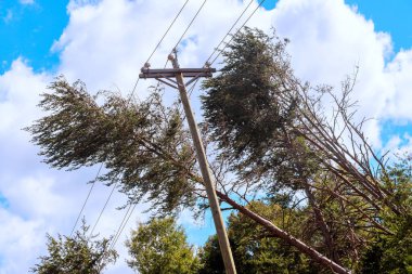 Kasırga ağaçları deviriyor, elektrik kablolarına çarpıyor.