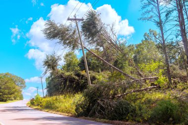 An electrical wire is crushed by fallen tree during tropical storm hurricane