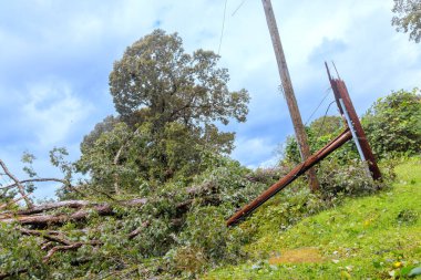 Tropikal kasırga sonucu ağaç hasar gördü ve elektrik direğinin kabloları çöktü.