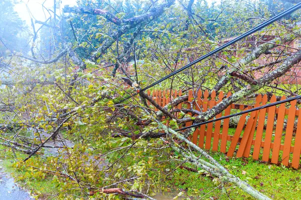 Tropikal fırtına kasırgası sonucu, ağaç elektrik kablolarına çarpar.