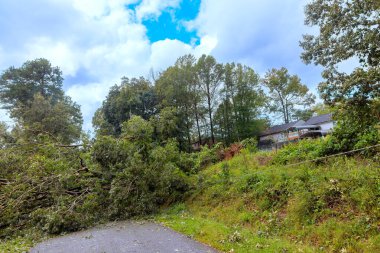 Fırtına sırasında, ağaçlar kökünden söküldü güçlü rüzgarlar tarafından devrildi ve yol düştü.