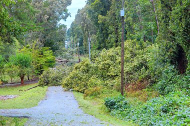 Kasırga sonucu, ağaçlar söküldü, kırıldı, yol kenarına devrildi..