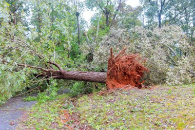 Kasırga rüzgarları nedeniyle ağaçlar kökünden söküldü.
