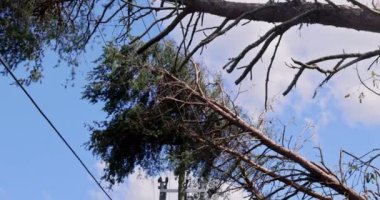 Tropikal fırtına sırasında ağaç devrildiğinde elektrik kablolarına çarpar.