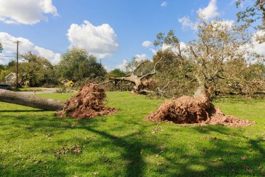 Fırtınalı kasırga sırasında, sert rüzgarlar zemindeki ağacı kökünden söktü ve çevresindeki her şeye zarar verdi.