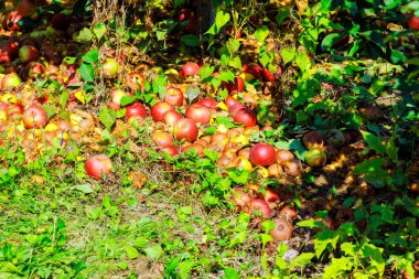 Bahçe hastalıklara yakalanmış, ağaçlardan düşen elmalar çürümüş bahçede çürüyor..