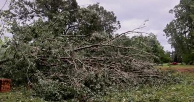 Fırtınalı kasırga yerdeki ağaçları kökünden söktü. Şiddetli rüzgarlar sırasında büyük hasara yol açtı.