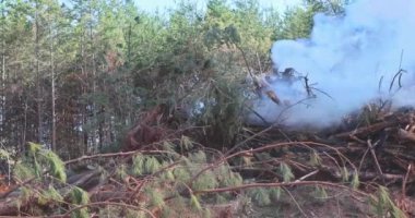 İnşaat alanında sökülmüş ağaçların yakılması çevresel sorunlar yaratıyor.