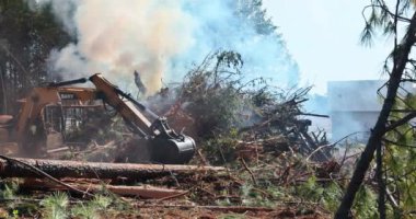 Kökleri sökülmüş bir orman inşaat alanında evler inşa etmek amacıyla yakılıyor.