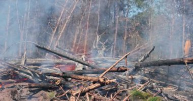 Bir orman yangını yere düşen bir ağacın yanmasına neden oldu. Yangınla birlikte ekolojik bir felaket meydana geldi.