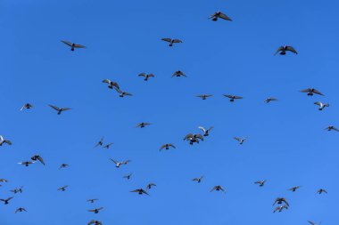 Parlak mavi gökyüzünde bulutsuz uçan güvercinler var..