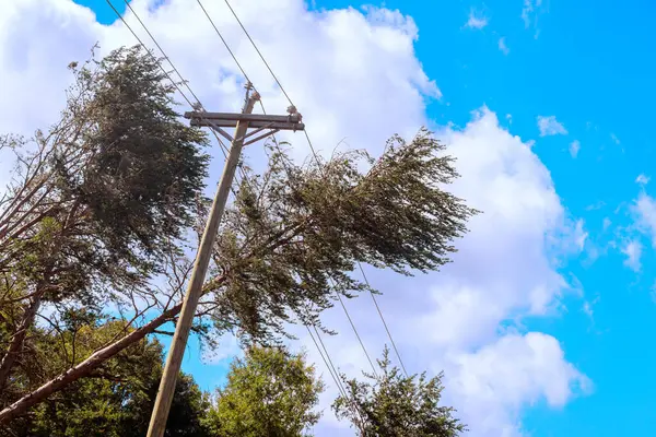 Tropikal fırtına sırasında ağaç devrildiğinde elektrik kablolarına çarpar.