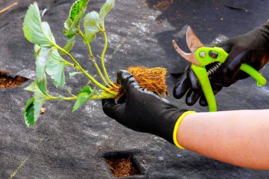 Çilek ekmeden önce, bahçe uzmanı eldiven ekiyor ve fazla kökleri makasla kesiyor..