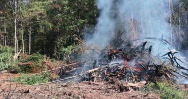 Ağaçlar kökünden söküldüğünde, yakılırlar. Arazi temizliği sırasında çevresel sorunlara neden olurlar.