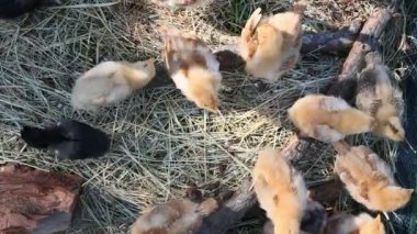 Bir grup şirin tüylü tavuk yaz günü gün ışığında gezinir.