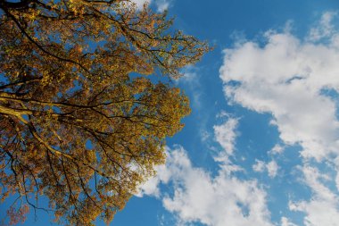 A vibrant canopy of leaves stands out against a bright blue sky filled with fluffy white clouds, showcasing the beauty of early autumn on a sunny day. clipart