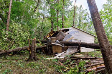 Powerful winds from recent hurricane storm led to significant destruction in wooded area, with uprooted trees damaged shed visible among debris scattered on ground. clipart