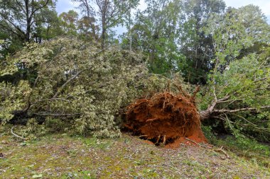 Şiddetli rüzgarlar bu ormanlık alanda birden fazla ağacı kökünden söküp köklerini ortaya çıkararak kasırgadan sonra çevrede büyük yıkımlara yol açtı.