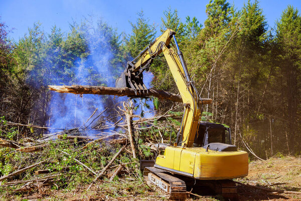 Как только деревья выкорчевываются, они сгорают, способствуя экологическим проблемам во время расчистки земель.