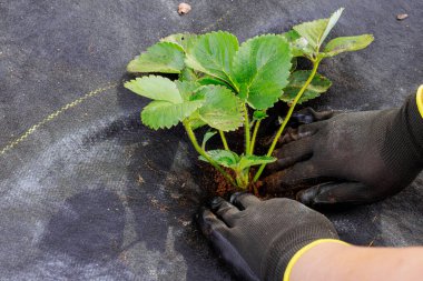 Bir kadın bahçedeki toprakta çilek filizleri ekiyor.