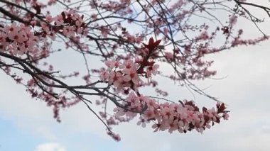 Narin pembe çiçekler kiraz ağaçlarının dallarını kaplar ilkbaharda yumuşak, bulutlu arka planlara karşı.