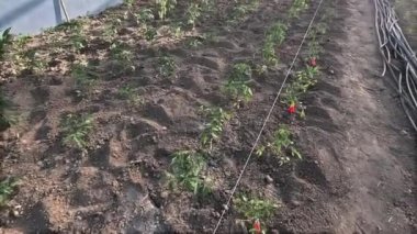 Genç domates bitkileri, güneşli bir günde, sulama çizgileriyle sera ortamında gelişir..