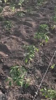 Genç domates bitkileri, güneşli bir günde, sulama çizgileriyle sera ortamında gelişir..