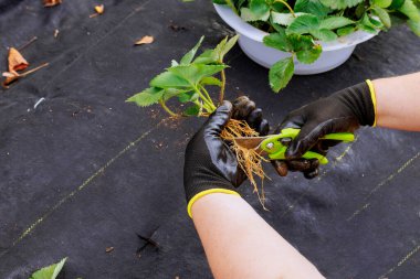 Gardener in gloves cuts off excess roots from strawberry bush prepares it for planting with scissors. clipart