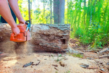 Lumberer uses chainsaw to cut through large fallen log in sunny forest, with wood shavings flying. clipart