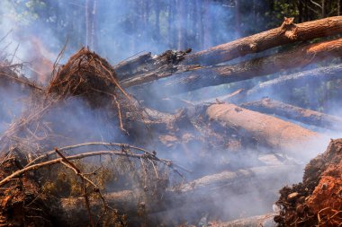 Smoldering logs create hazy atmosphere in forest clearing, following wildfire that has devastated landscape. clipart