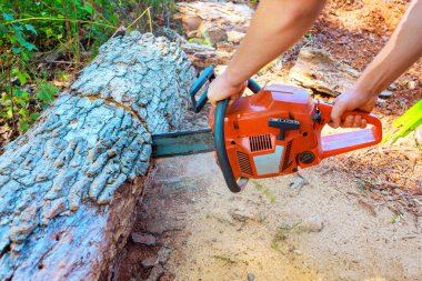 Ağaç adam ağaç manzarası etrafını sarmışken ağaç kesmek için testere kullanıyor..