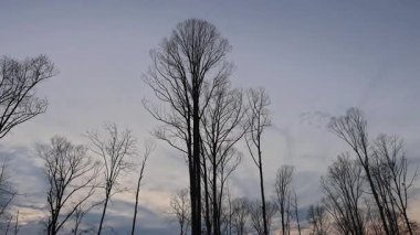 Siluetli ağaçlar alacakaranlıkta yumuşak renklerle boyanmış gökyüzüne doğru uzanır ve zaman atlaması ile sakin bir atmosfer yaratır..