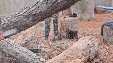 İşçi, ağaçlık alandaki ağaç kesmek için testereyi kullanıyor. Etrafı seyrek yapraklarla çevrili.