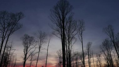 Çıplak ağaçlar rengarenk alacakaranlık gökyüzüne karşı gece çökerken zaman hızla ilerlerken