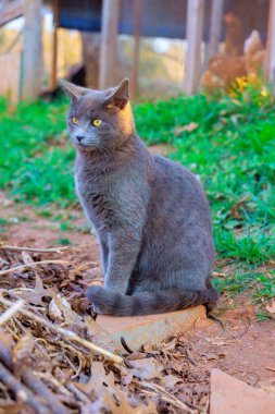 Gri kedi sakince taşın üzerinde oturur. Etrafı çimlerle çevrilidir. Açık havada kurumuş yapraklarla kaplıdır..