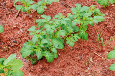 Yerel çiftlikte besleyici zengin topraklarda sağlıklı patates bitkileri filizleniyor.