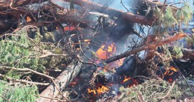 Alevler, devrilen ağaç ve dalları yutar ve bir orman bölgesinde gün ortasındaki bir orman yangınında havaya duman gönderir..