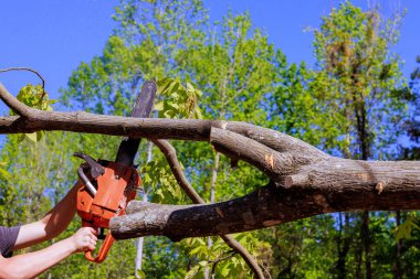Müteahhit, kasırga üstüne ağaç gövdesini kesmek için testere kullanıyor.