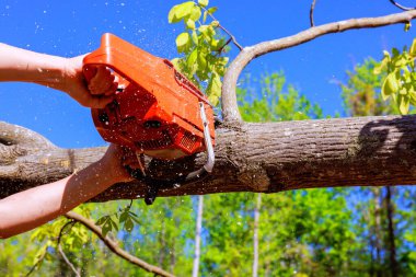 İşçi ormandaki ağaç kesmek için testere, ormandaki ağaç kütüğü kullanıyor.