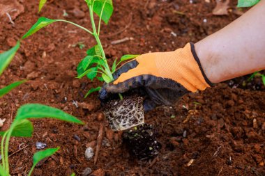 Eldivendeki eller, tohum veren genç biberi nemli toprağa dikkatlice naklediyor, arka bahçedeki büyümeyi destekliyor..