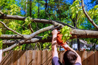 Müteahhit, banliyödeki büyük ağaç gövdesini kesmek için testere kullanıyor.