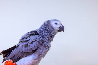 Gri papağan hareketsiz duruyor. Karmaşık tüylerini gösteriyor. Huzur ortamında eşsiz bir renk..